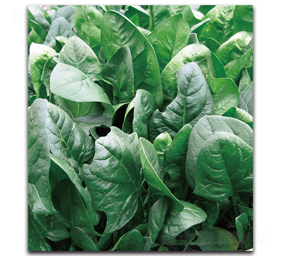 ��˹�D����-���˷N��-�F(xi��n)������