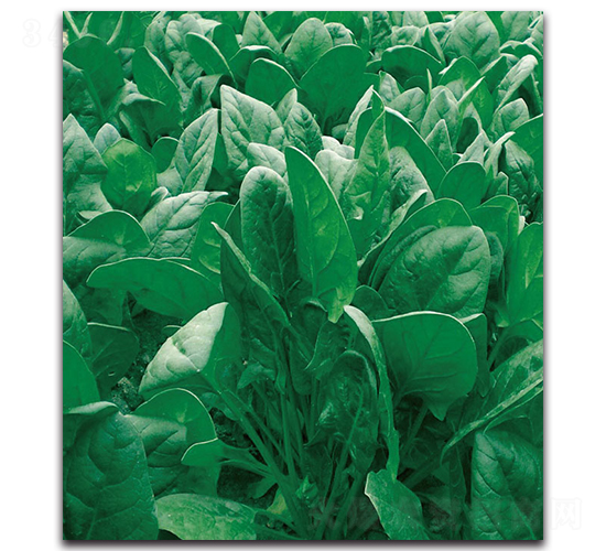 1314����-���˷N��-�F(xi��n)������