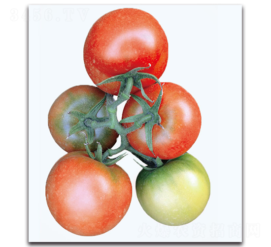 �t�㷬��-���ѷN��-�F(xi��n)������