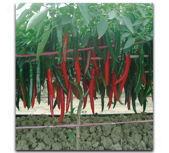 һƷ�t����-�����N��-�F(xi��n)������