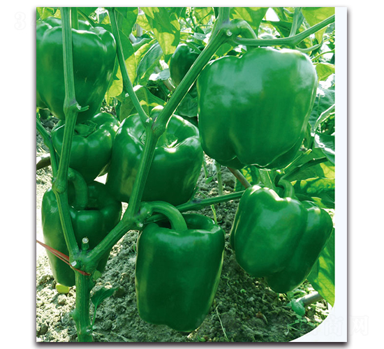 ����һ̖(h��o)����-�����N��-�F(xi��n)������