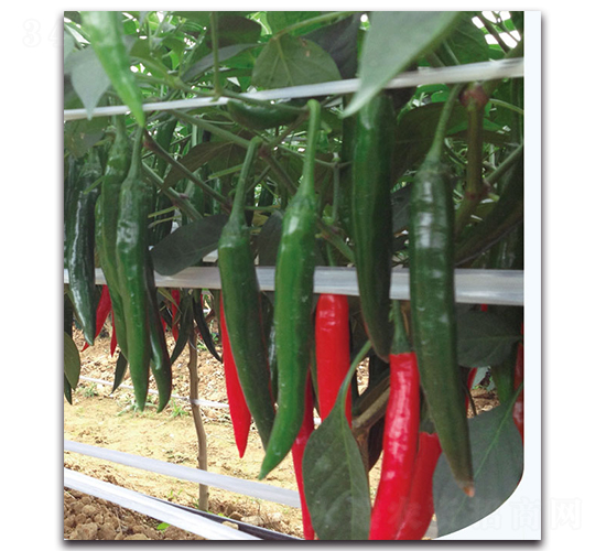 �t��404����-�����N��-�F(xi��n)������