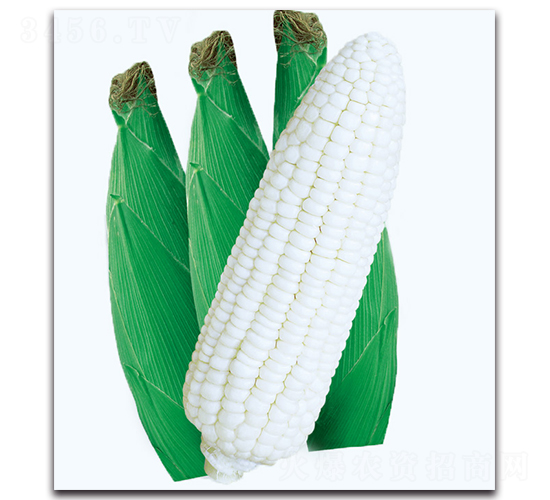 �y����Ŵ����-Ŵ���׷N��-�F(xi��n)������