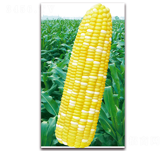 �f��2015-�����׷N��-�A��N�I(y��)