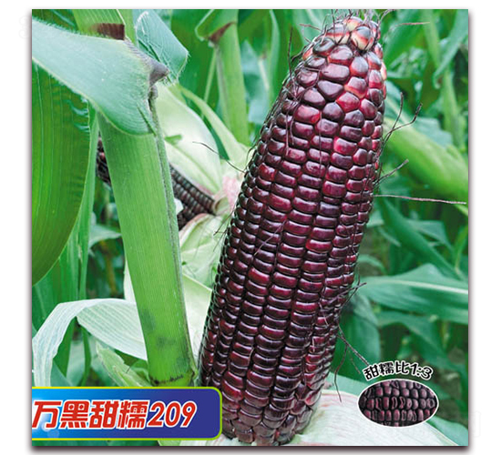 �f����Ŵ209-Ŵ���׷N��-�A��N�I(y��)