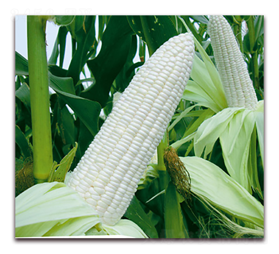 �fŴ178-Ŵ���׷N��-�A��N�I(y��)