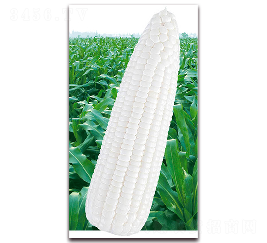 �f(w��n)Ŵ2013-Ŵ���׷N��-�A��N�I(y��)