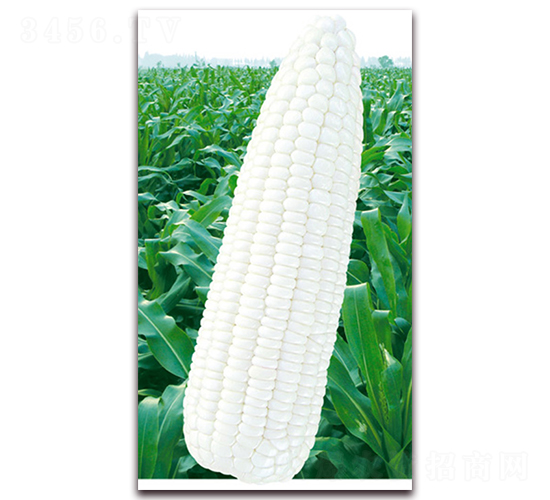 �fŴ��̖(h��o)-Ŵ���׷N��-�A��N�I(y��)