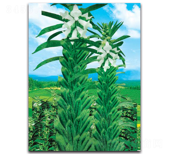 �߮a(ch��n)��֥��-֥��N��-���ܷN�I(y��)