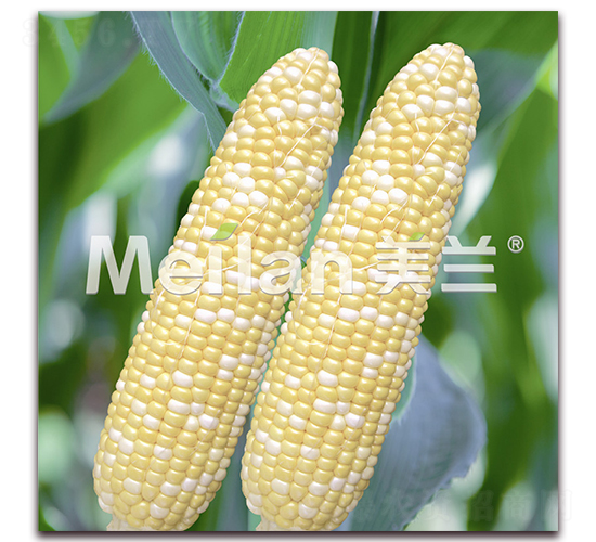 ������003-�����׷N��-�G��