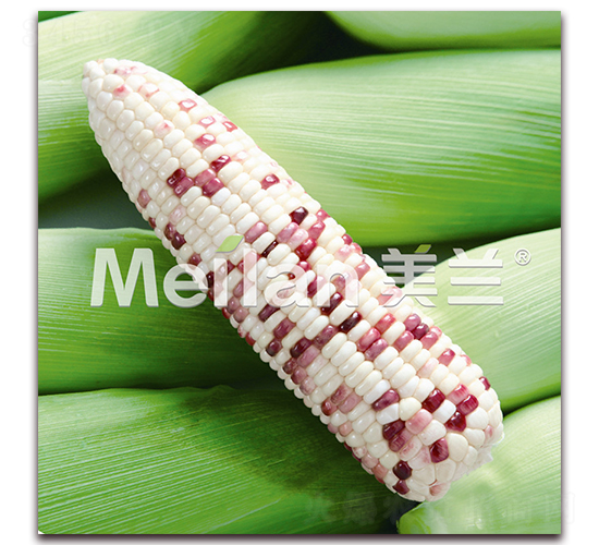 �������Ŵ16̖-��Ŵ���׷N��-�G��