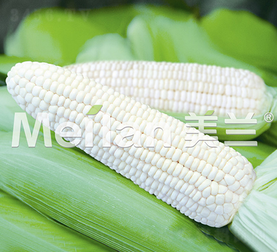 �������Ŵ13̖(h��o)-��Ŵ���׷N��-�G��