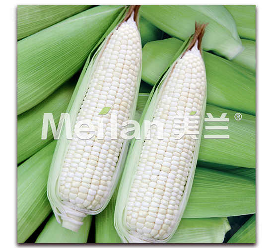 �������Ŵ11̖(h��o)-��Ŵ���׷N��-�G��