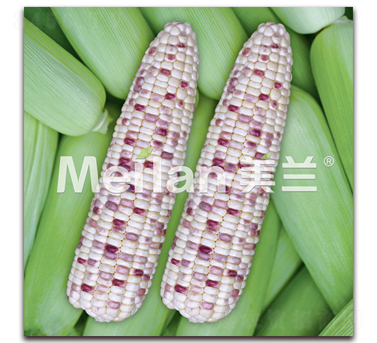 �������Ŵ9̖-��Ŵ���׷N��-�G��