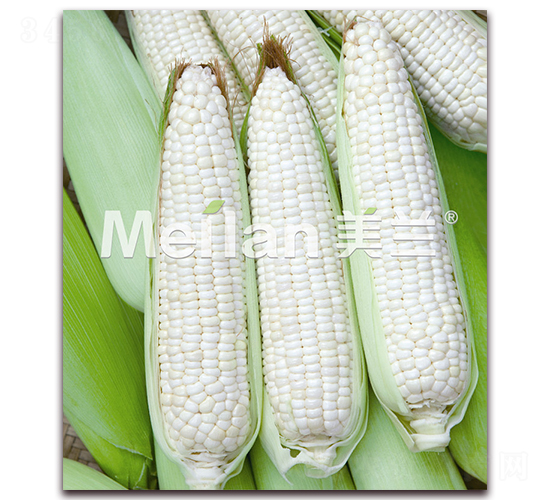 �������Ŵ7̖-��Ŵ���׷N��-�G��