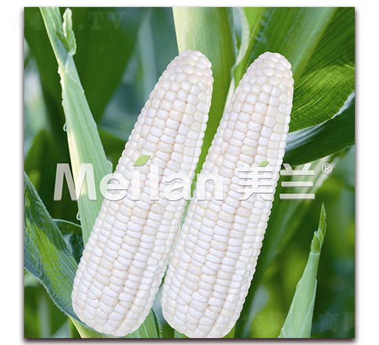 �������Ŵ3̖(h��o)-��Ŵ���׷N��-�G��