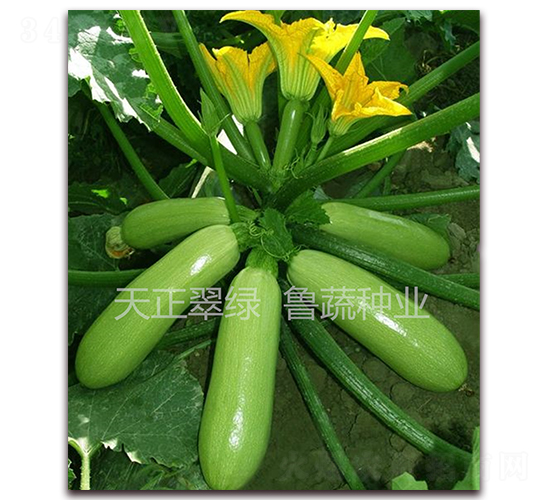 ������G-�����J�N��-���߷N�I(y��)