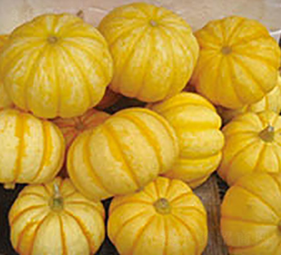 ����-�ϹϷN��-���߷N�I(y��)