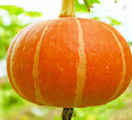 ����t-�ϹϷN��-���߷N�I(y��)