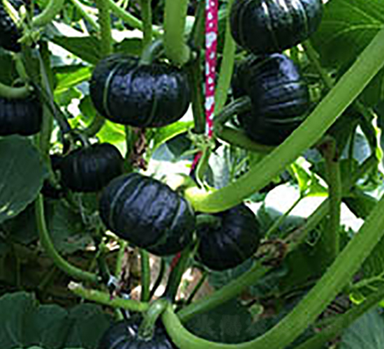 ī��-�ϹϷN��-���߷N�I(y��)