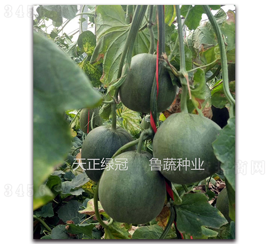 �����G��-��ϷN��-���߷N�I(y��)