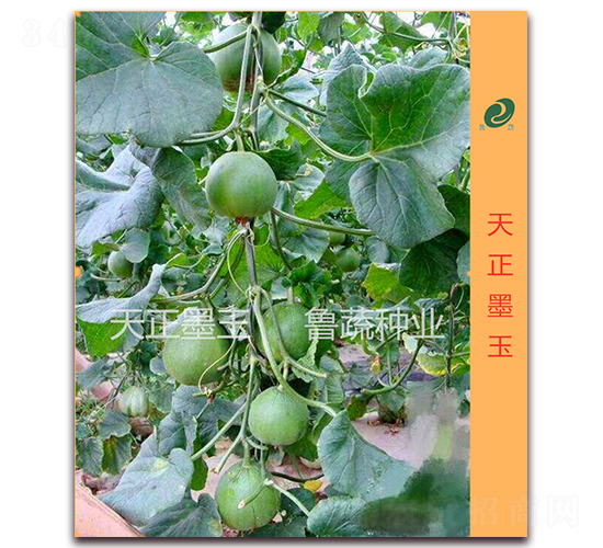 ����ī��-��ϷN��-���߷N�I(y��)