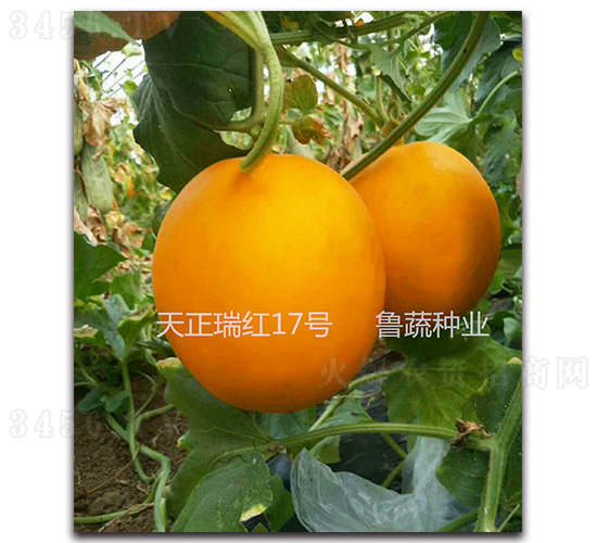 ������t17̖-��ϷN��-���߷N�I(y��)