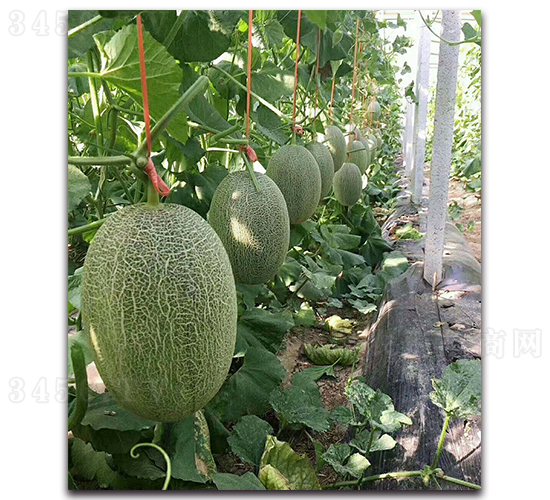 �����۴��17-��ϷN��-���߷N�I(y��)