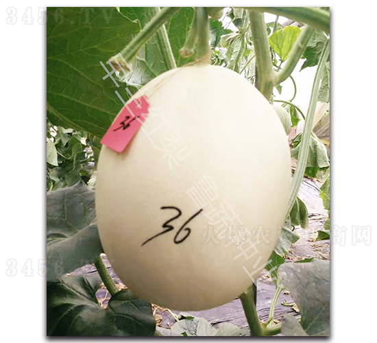 �����t��-��ϷN��-���߷N�I(y��)