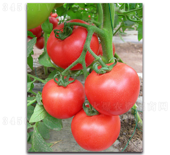 ����1629-���ѷN��-���߷N�I(y��)