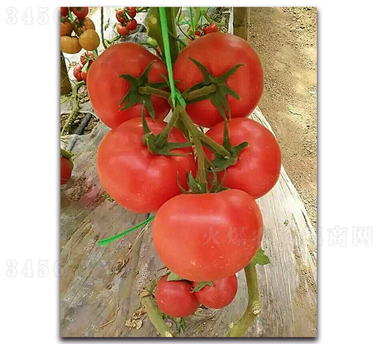 ����1627-���ѷN��-���߷N�I(y��)