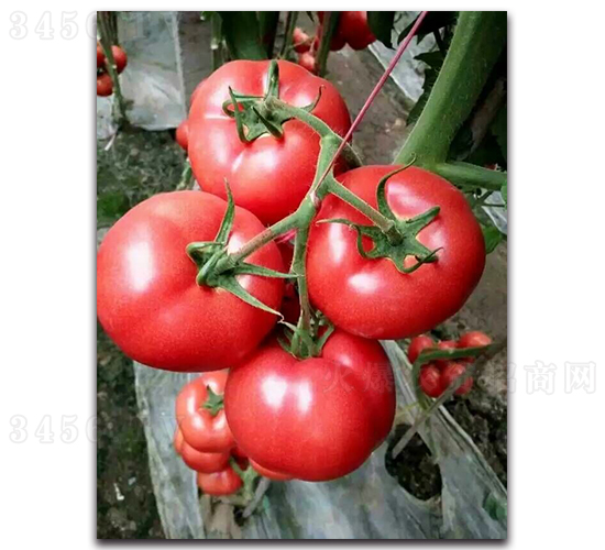 ����1608-���ѷN��-���߷N�I(y��)