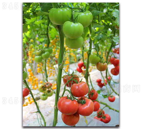 ����1567-���ѷN��-���߷N�I(y��)