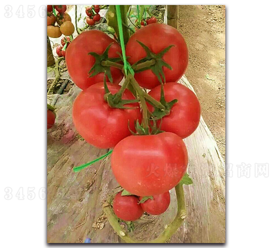 ����208-���ѷN��-���߷N�I(y��)