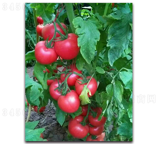 ����206-���ѷN��-���߷N�I(y��)