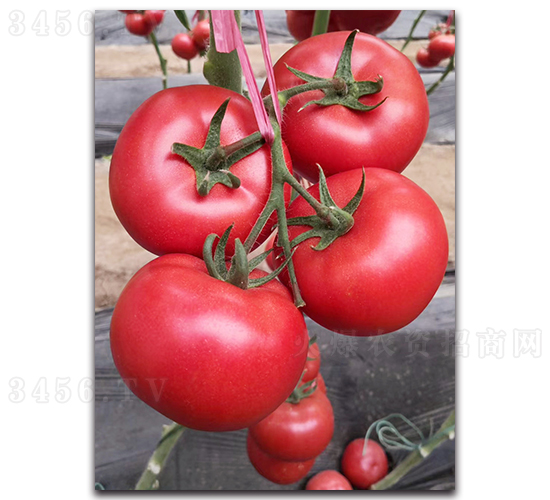 ����108-���ѷN��-���߷N�I(y��)