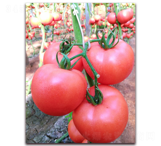 ����-���ѷN��-���߷N�I(y��)