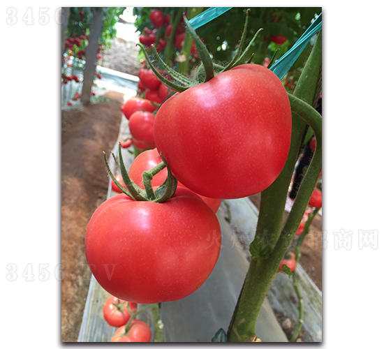 A-1751-���ѷN��-���߷N�I(y��)