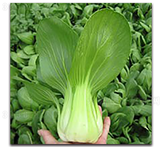 ����1̖(h��o)-�Ͳ˷N��-���߷N�I(y��)