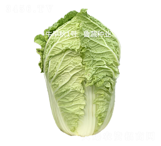 ţ����1̖-�ײ˷N��-���߷N�I(y��)