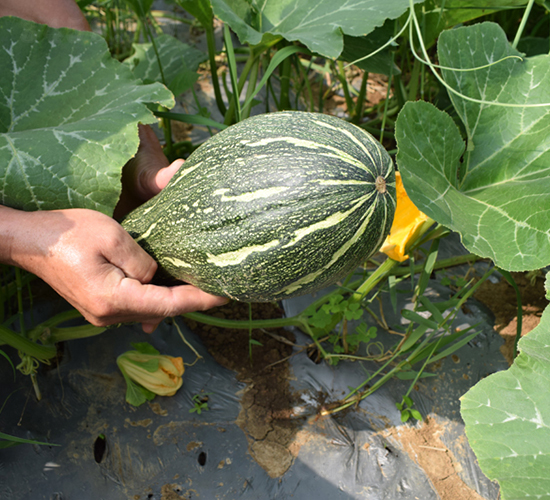 ��Ʒ�۱�-�ϹϷN��-���R�r(n��ng)�I(y��)