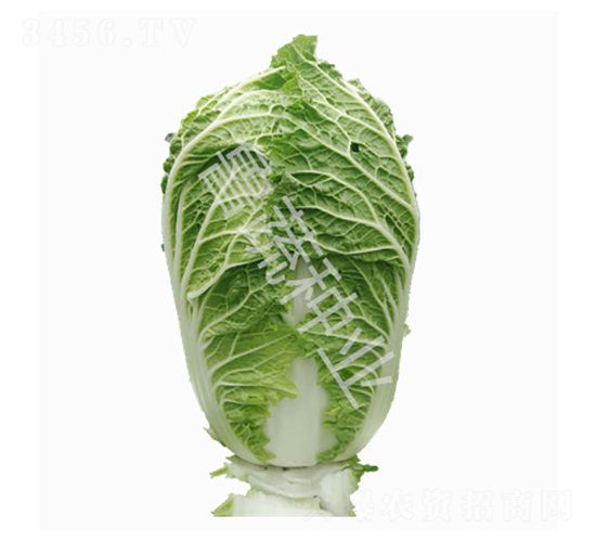 ţ����5̖-�ײ˷N��-���߷N�I(y��)