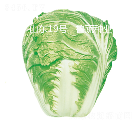 ɽ�|19̖-�ײ˷N��-���߷N�I(y��)