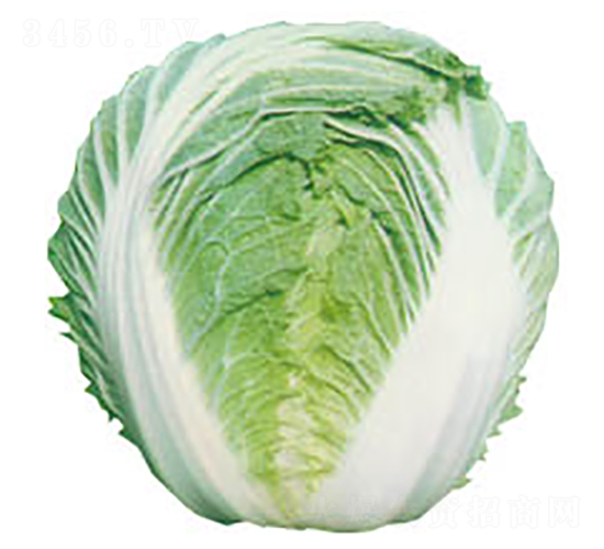 ɽ�|��̖-�ײ˷N��-���߷N�I(y��)