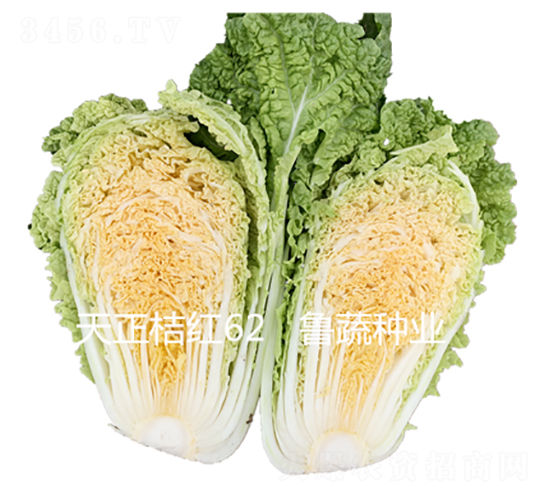 �����ۼt62-�ײ˷N��-���߷N�I(y��)