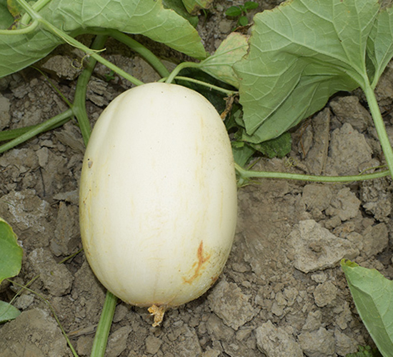 �|����һ̖-��ϷN��-���R�r(n��ng)�I(y��)