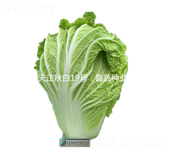 �������19̖-�ײ˷N��-���߷N�I(y��)