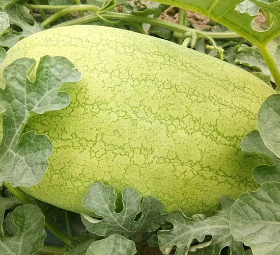 ���R�¼t��-���ϷN��-���R�r(n��ng)�I(y��)