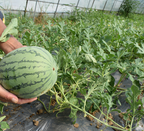 С��(y��u)-���ϷN��-���R�r(n��ng)�I(y��)