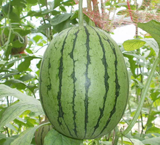 2KС��ʹ-���ϷN��-���R�r(n��ng)�I(y��)